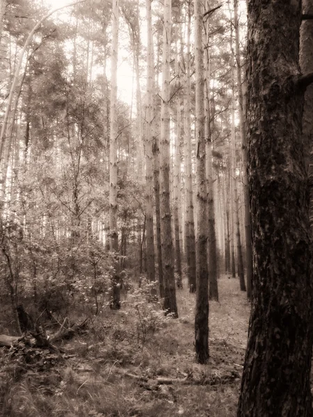 Винтажное фото соснового леса — стоковое фото