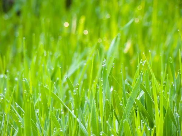 Fresh Green Grass — Stock Photo, Image