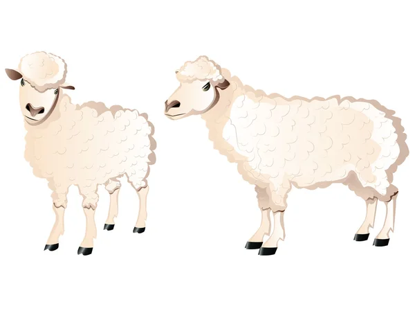Sheep Character — Stock Vector