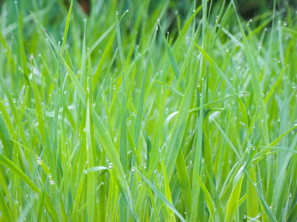 Fresh Green Grass — Stock Photo, Image