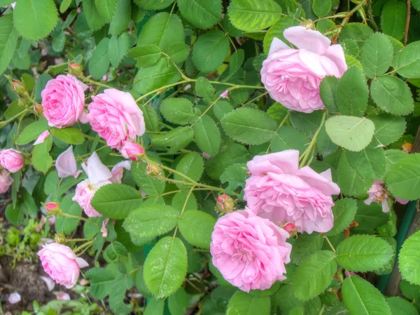 Rosas rosadas en el jardín — Foto de Stock