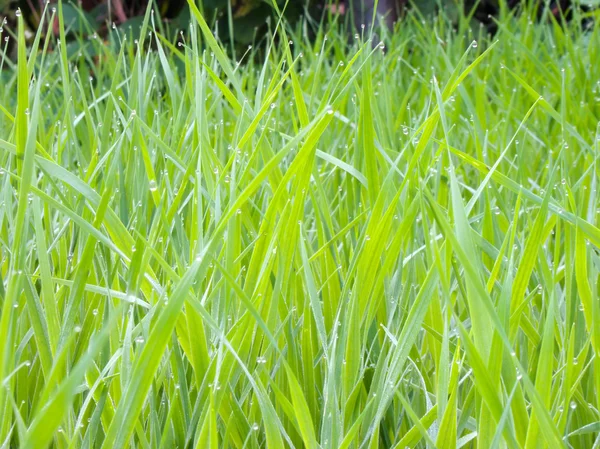 Fresh Green Grass — Stock Photo, Image