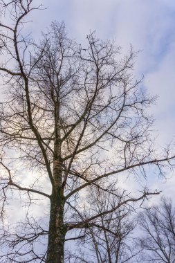 Yapraksız ağaç dalları üzerinde mavi gökyüzü
