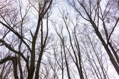 Yapraksız ağaç dalları üzerinde mavi gökyüzü