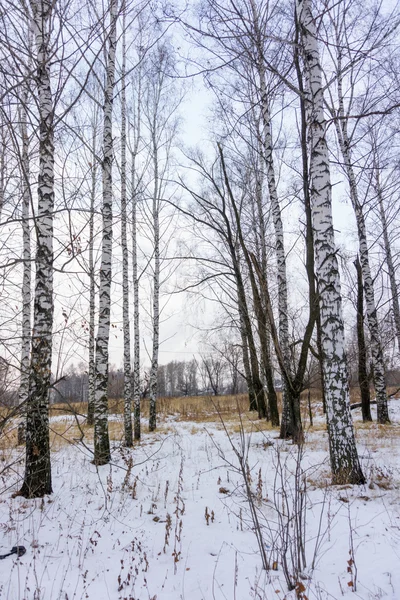 Huş ağaçları bir karlı parkta — Stok fotoğraf