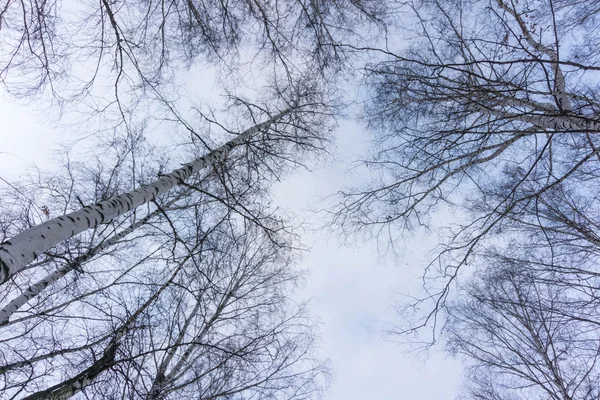 Ramos de árvores sem folhas no céu azul — Fotografia de Stock