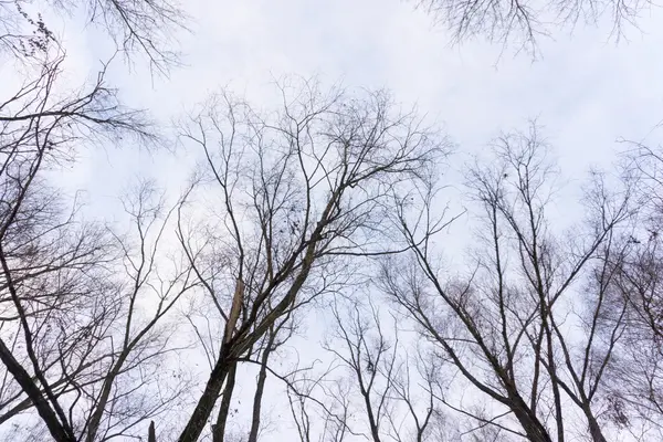 Ramos de árvores sem folhas no céu azul — Fotografia de Stock