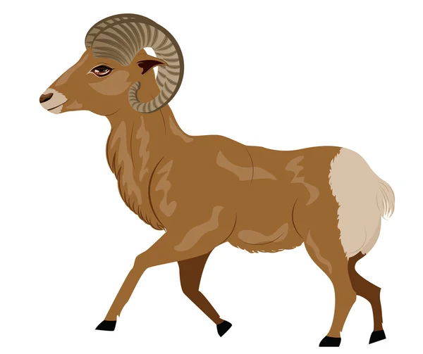 Wild RAM-geheugen — Stockvector