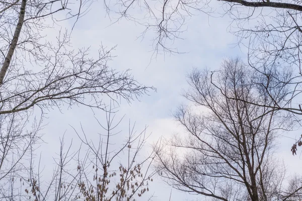 Ramos de árvores sem folhas no céu azul — Fotografia de Stock