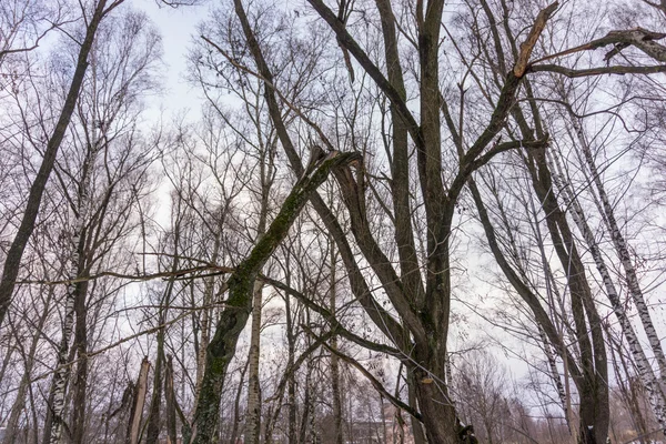 青い空に葉のない木の枝 — ストック写真