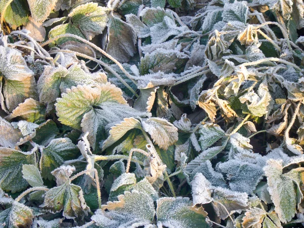 stock image Strawberry Leaves with Hoarfrost