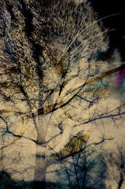 Kedi ve orman çift pozlama