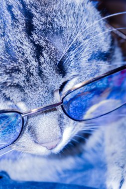 Gözlük kedi
