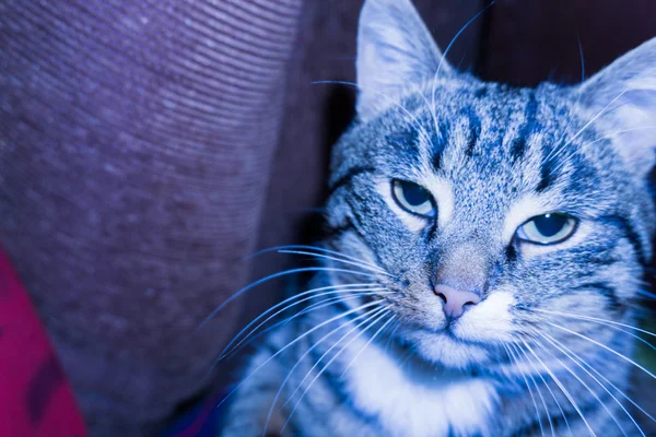 Katze im Blaulicht — Stockfoto