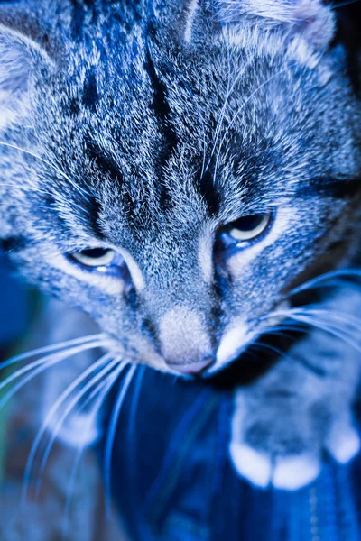 Katt i blått ljus — Stockfoto