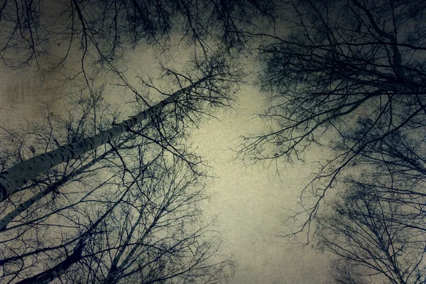 Ramas de árboles grunge sobre el cielo —  Fotos de Stock