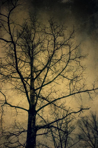 Grunge ağaç dalları üzerinde gökyüzü — Stok fotoğraf