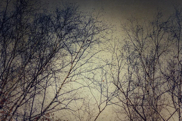Grunge 树枝在天空 — 图库照片