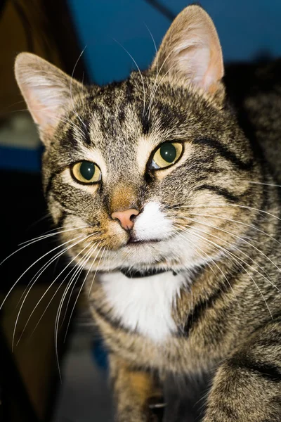 Gato de tabby posando — Foto de Stock