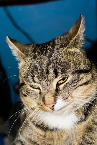 Gestromte Katze posiert — Stockfoto