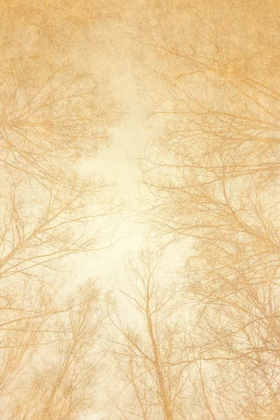 Árvore e papel velho — Fotografia de Stock