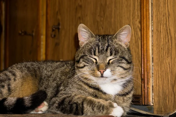 Gestromte Katze posiert — Stockfoto