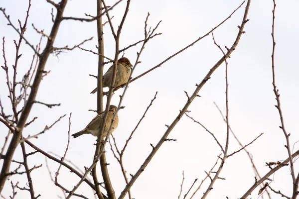 Sparrows on Branch — Stock Photo, Image