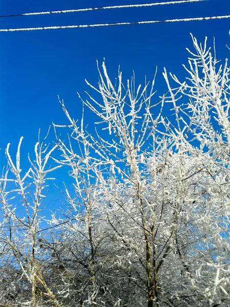 Gelo sugli alberi — Foto Stock