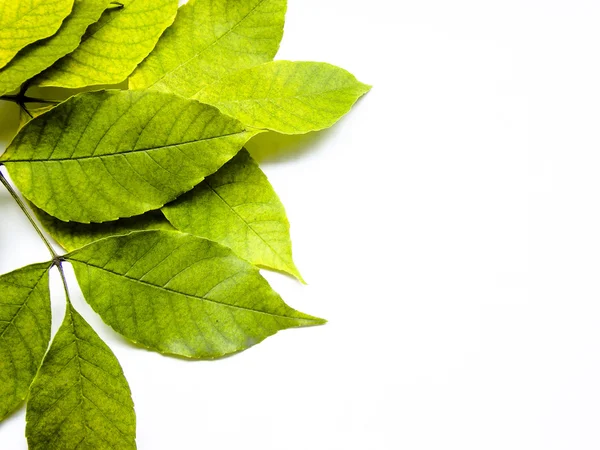 Groene bladeren tak — Stockfoto