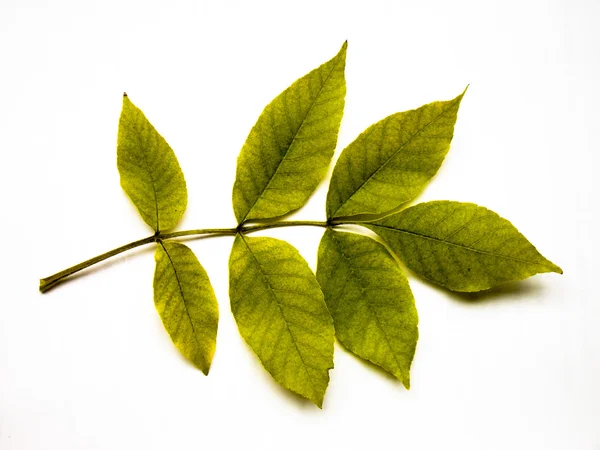 Grüne Blätter verzweigen — Stockfoto