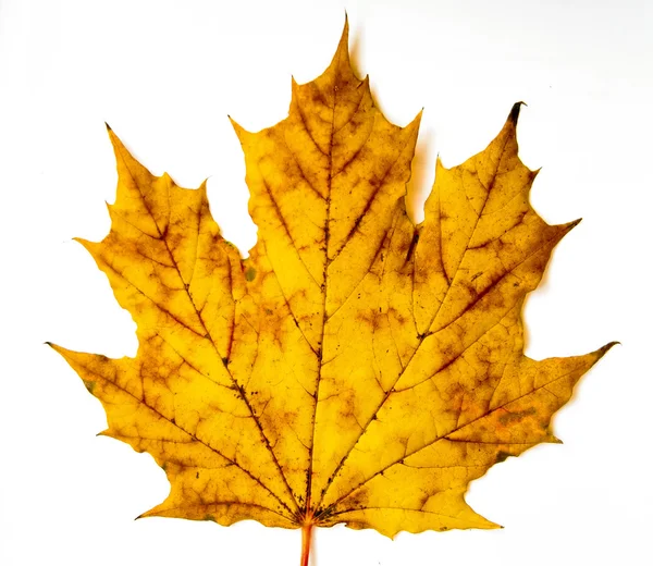 Grand Maple Leaf — стоковое фото
