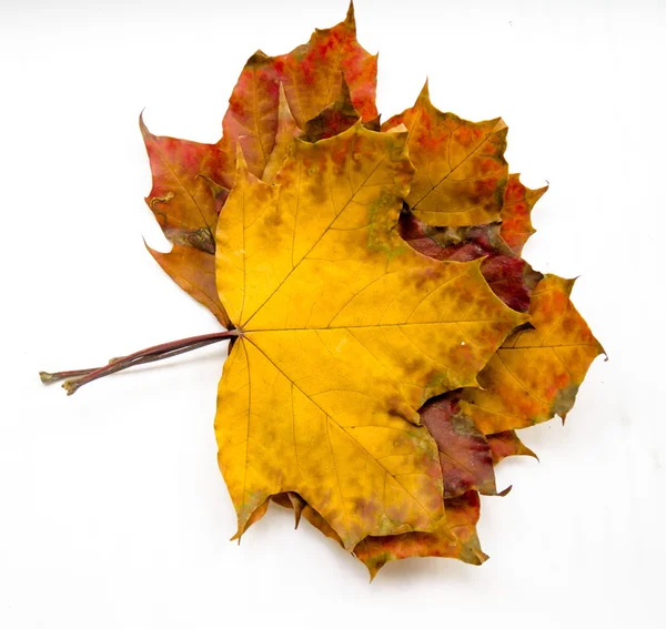 Grunge esdoorn bladeren — Stockfoto