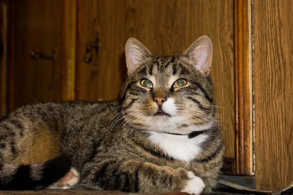 Gestromte Katze posiert — Stockfoto