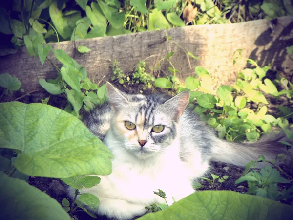Γάτα στον κήπο — Φωτογραφία Αρχείου