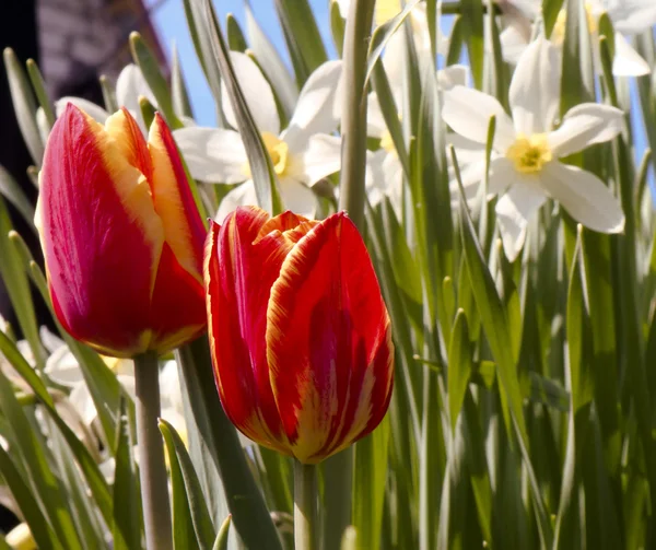 Красочный весенний тюльпан — стоковое фото