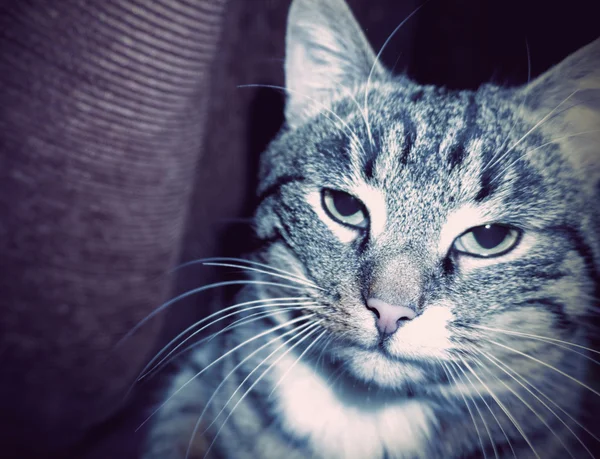Симпатичная полосатая кошка — стоковое фото