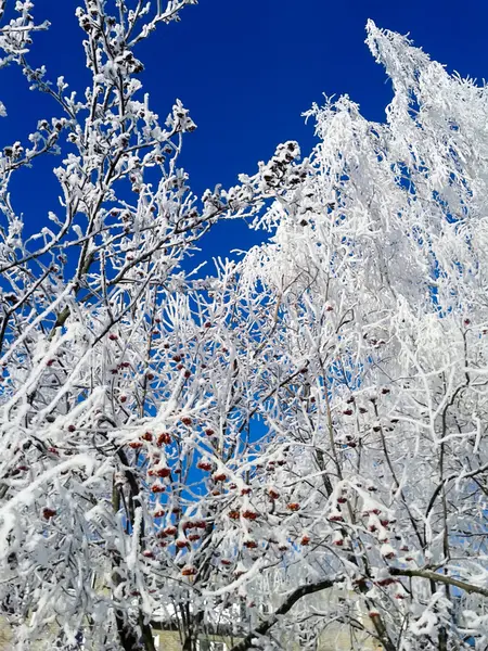 Frost på träd — Stockfoto