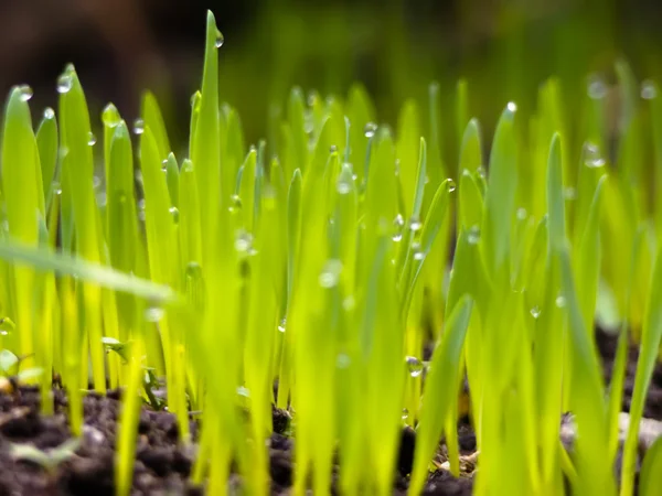 Grama e terra — Fotografia de Stock