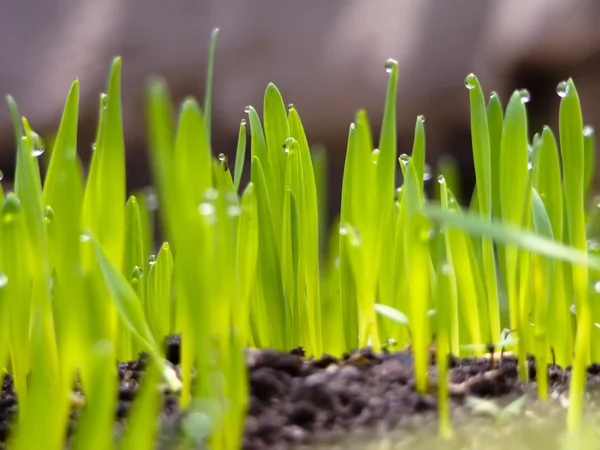 Erba e terreno — Foto Stock