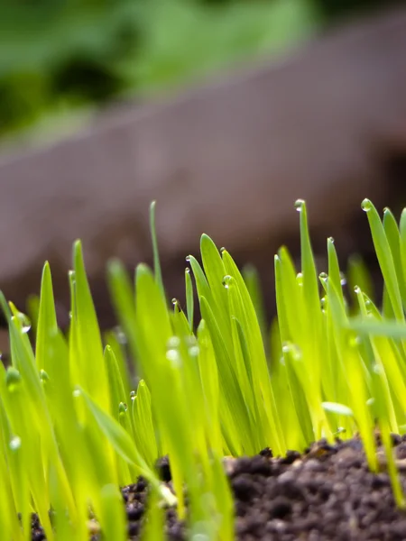 Grass and Ground — Stock Photo, Image