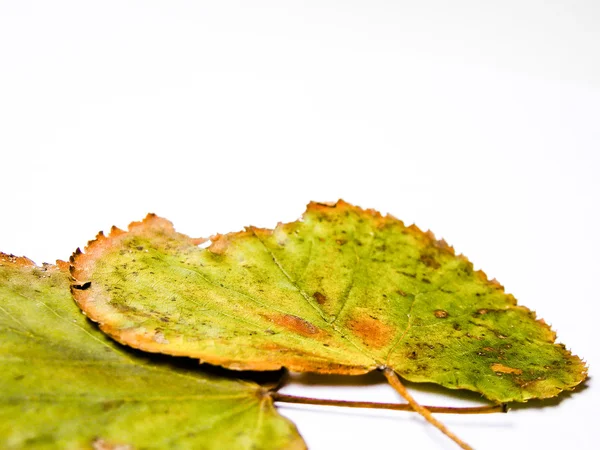 Grunge groen blad — Stockfoto