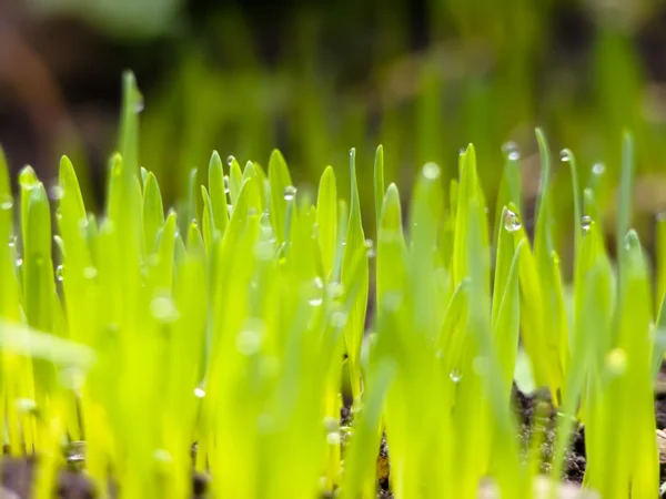 Morning Dew on Grass — Stock Photo, Image