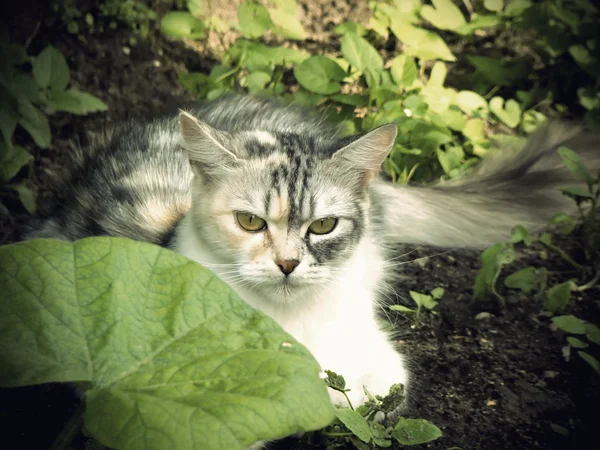 Кіт в саду — стокове фото