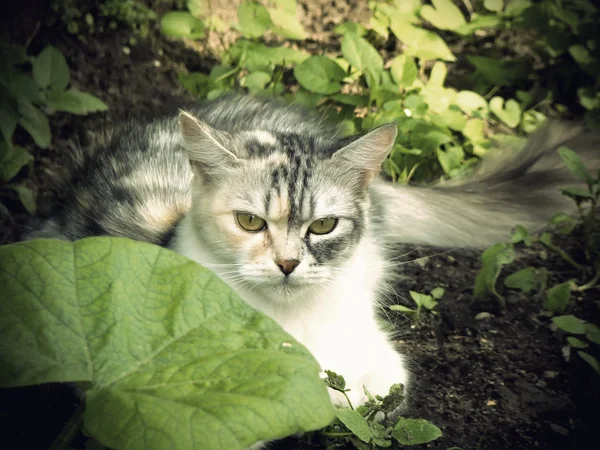 Chat dans le jardin — Photo