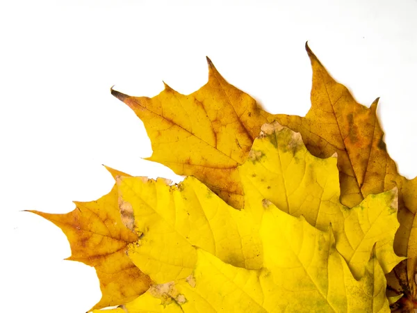 Гранжевые кленовые листья — стоковое фото