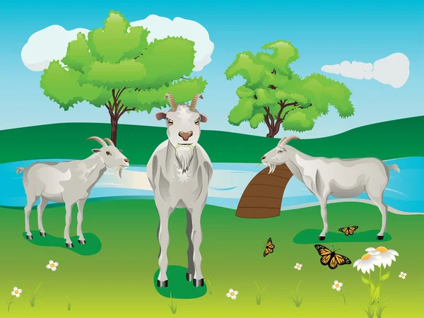Cabra y césped verde — Vector de stock