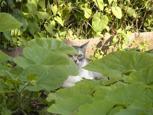 Chat dans le jardin — Photo