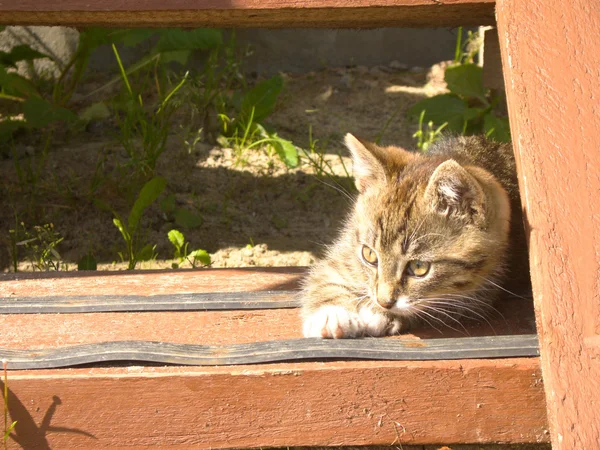 Funny tabby kitten — Stock Photo, Image