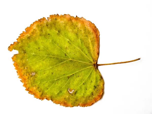 Grunge Green Leaf — Stock Photo, Image