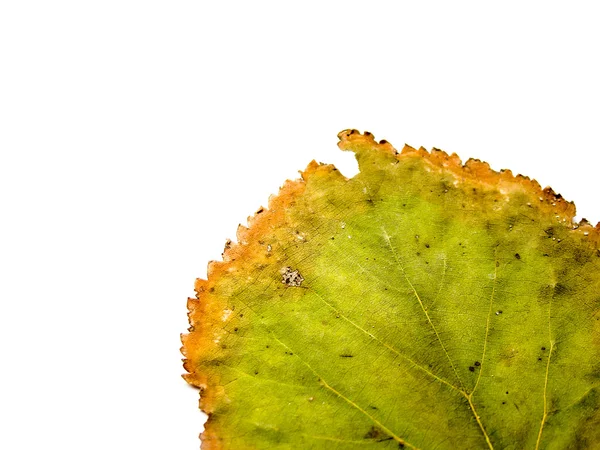 Grunge yeşil yaprak — Stok fotoğraf